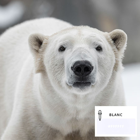 Ours blanc