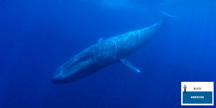 Baleine bleue