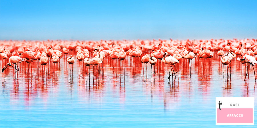 Flamand rose