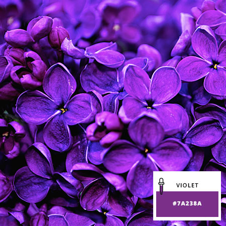 Violette