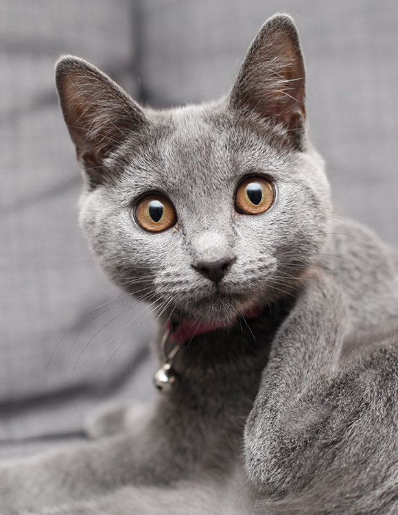 Chat Chartreux