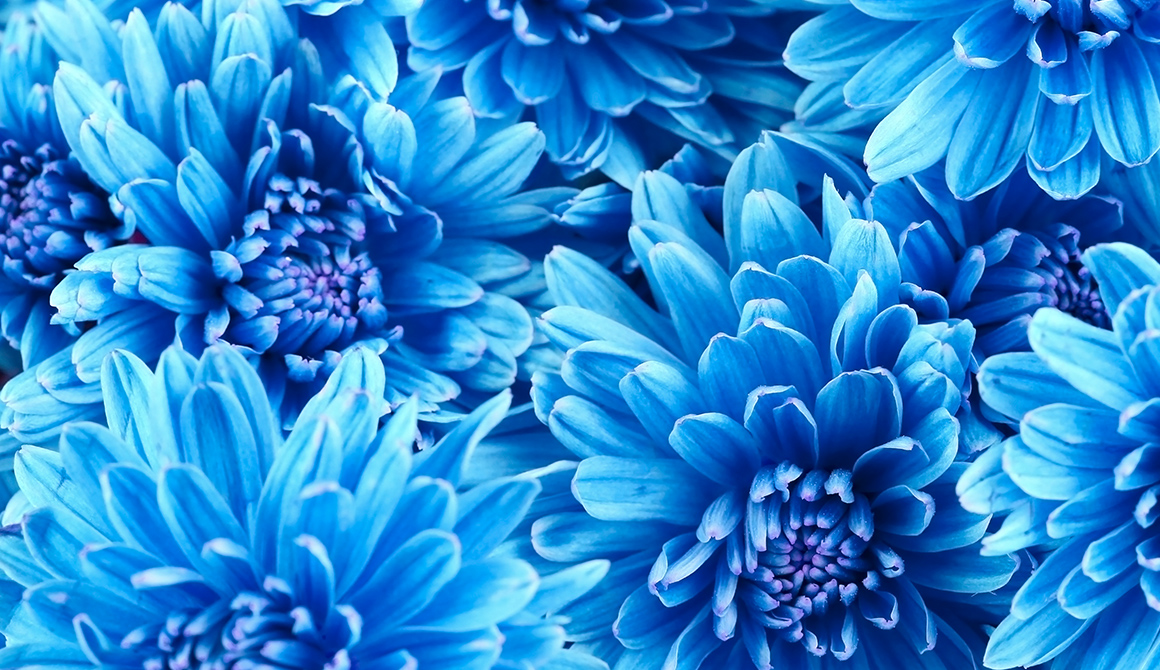 Fleur bleue