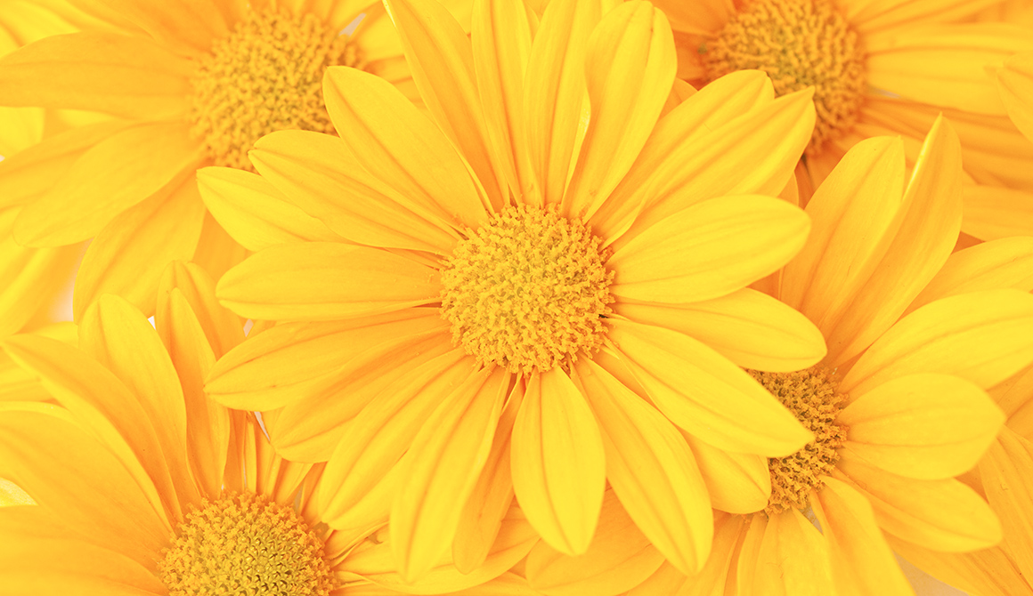 Fleur jaune Fleur jaune