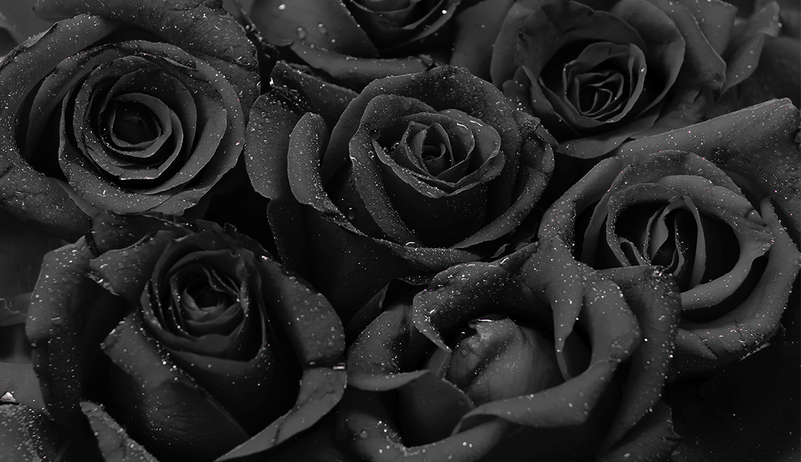 Fleur noire Fleur noire