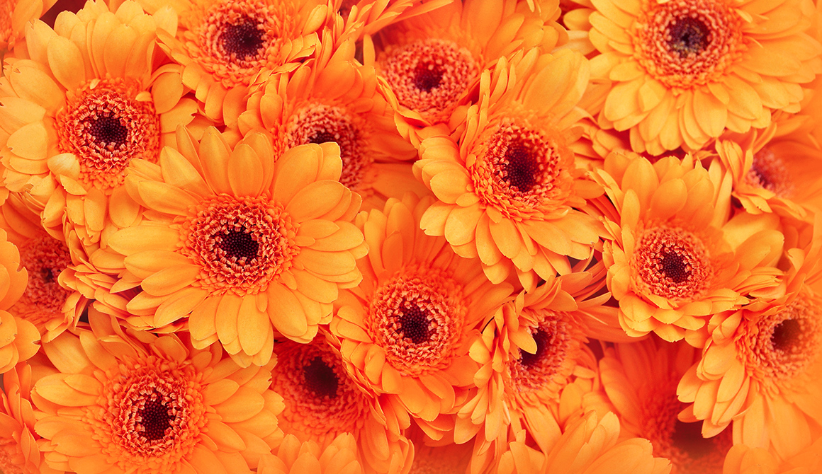 FLEUR ORANGE - Fleurs de couleur orange