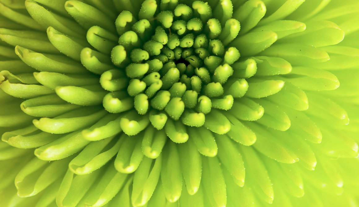 Fleur verte Fleur verte