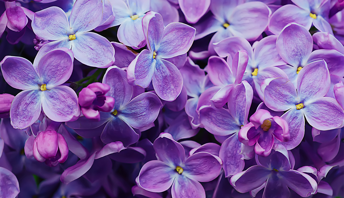 FLEUR VIOLETTE - Fleurs de couleur violette