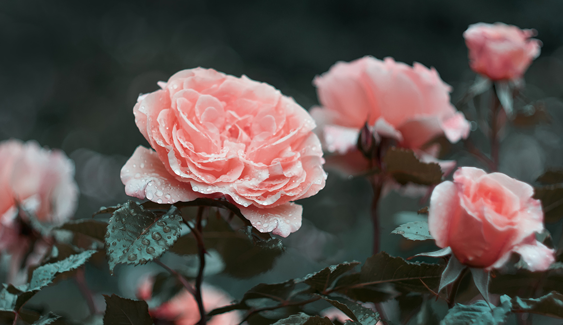 rose en politique rose en politique