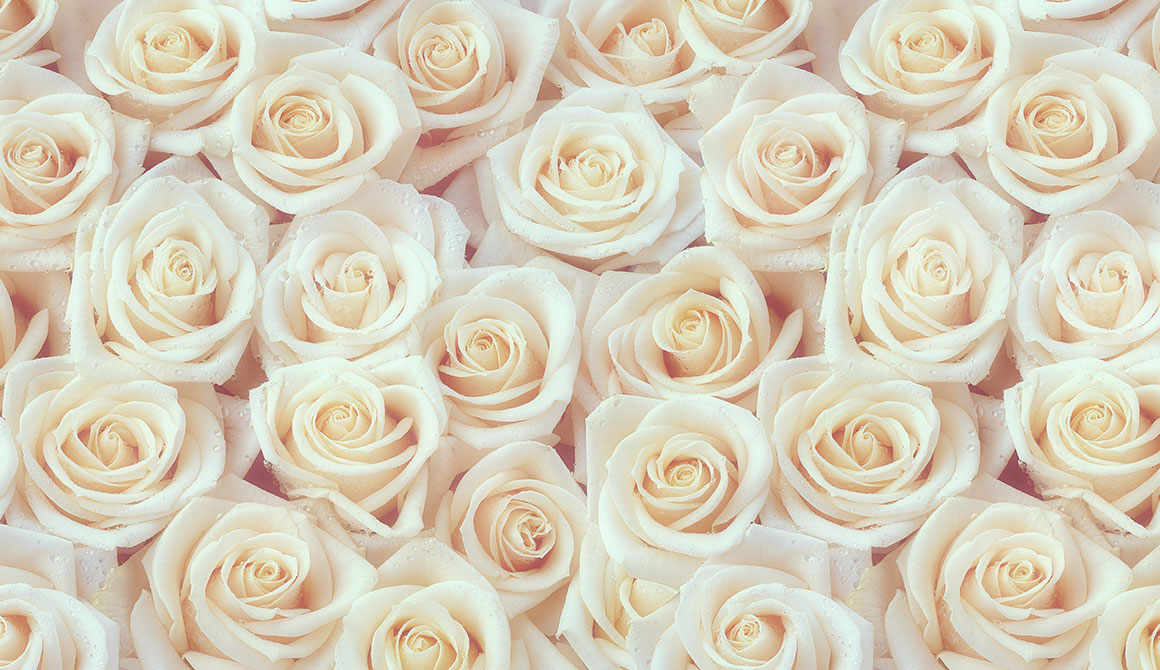 Rose Blanc