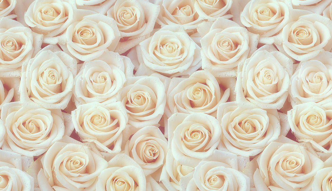 ROSES BLANCHES - Fleur blanche