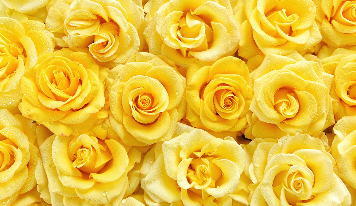 Rose Jaune