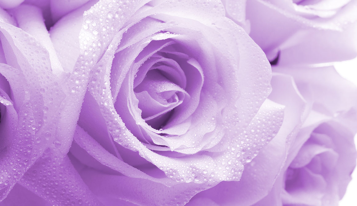 ROSES LILAS - Fleur violette