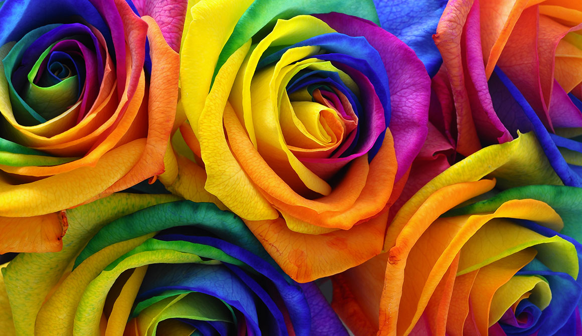 ROSES MULTICOLORES - Fleur multicolore