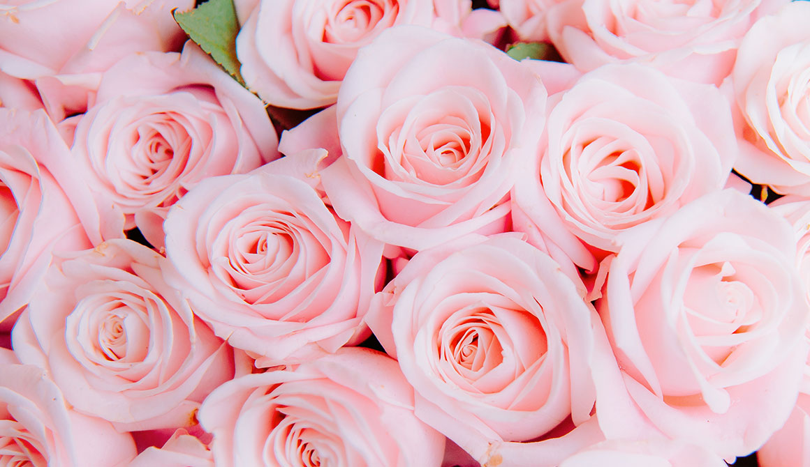 Rose Rose Rose Rose