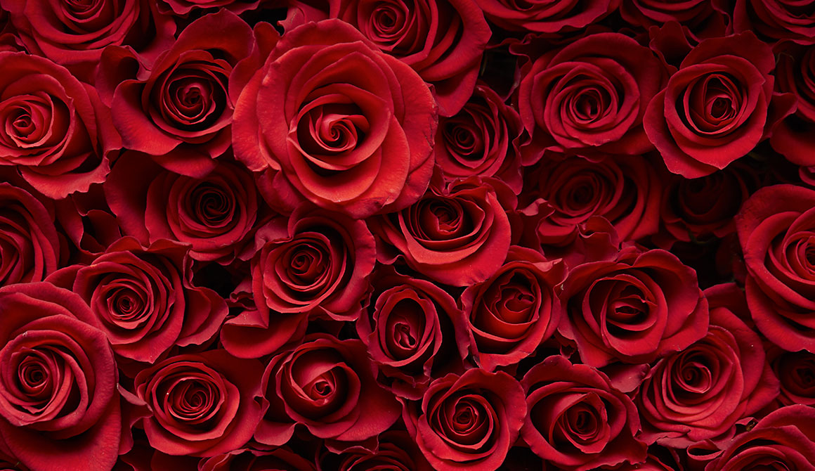 ROSES ROUGES - Fleur rouge
