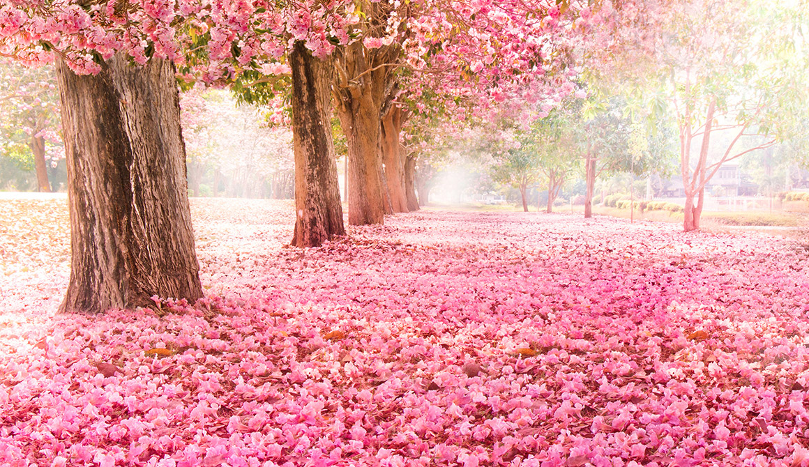 Signification du Rose