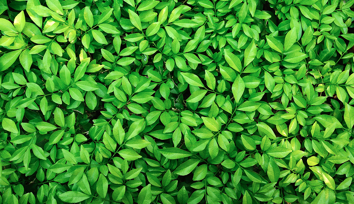 Signification du Vert Signification du Vert