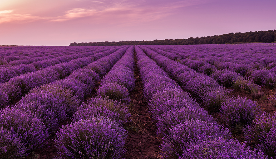 Signification du Violet