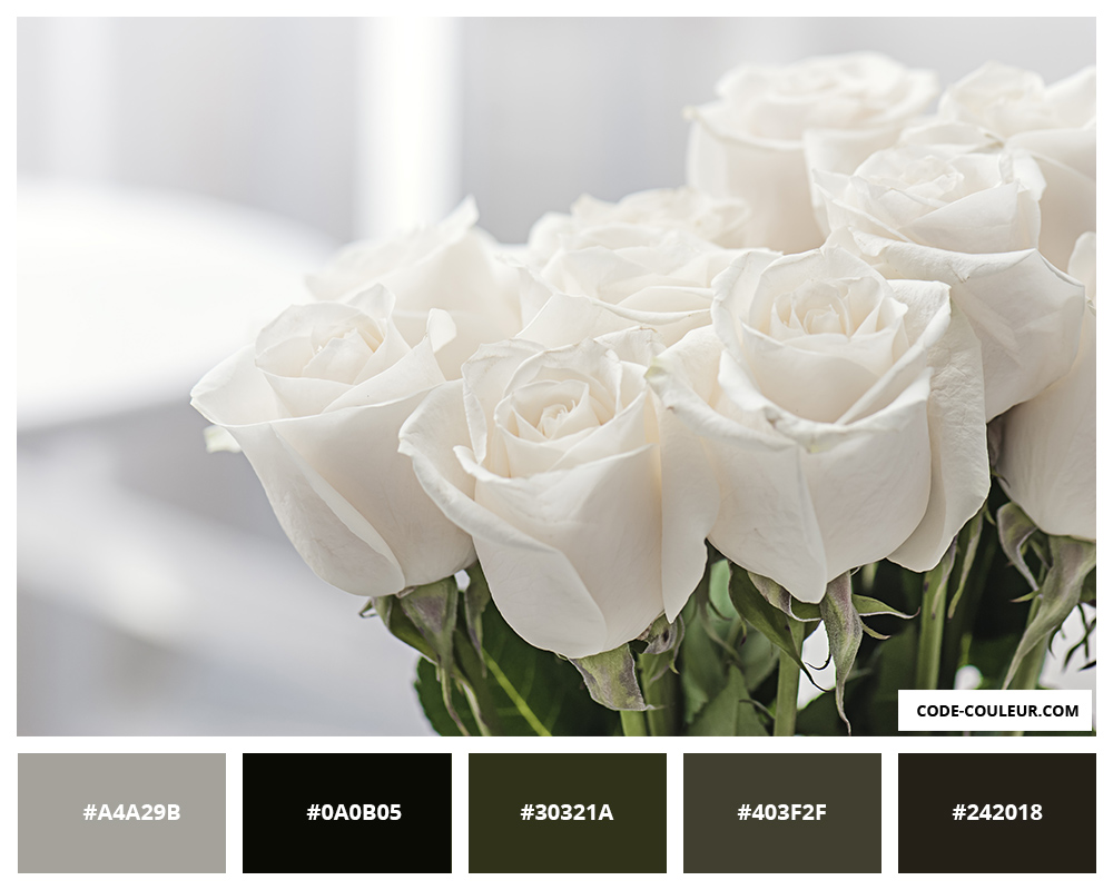 ROSES BLANCHES - Fleur blanche