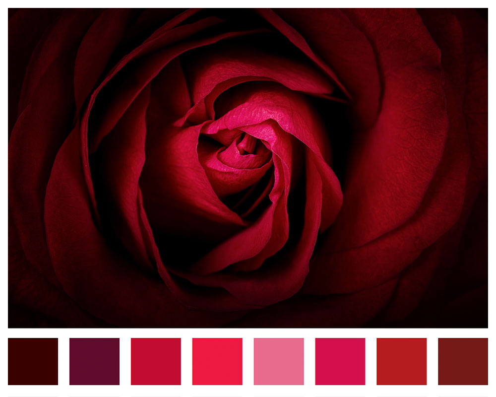 ROSES ROUGES - Fleur rouge