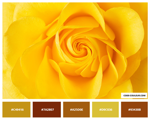 Rose jaune