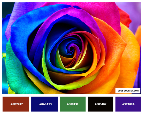 Rose multicolors
