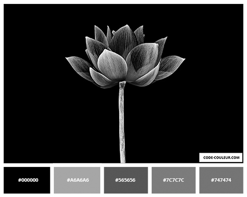 Fleurs lotus noires