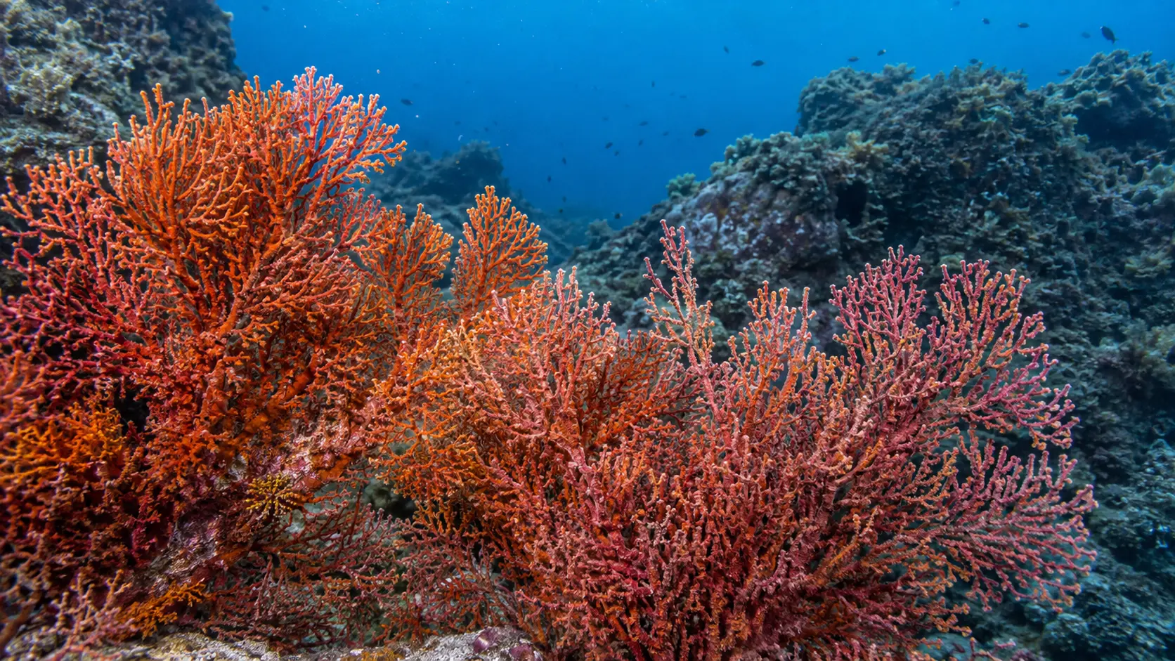 Observation sous-marine d’une colonie de corail vivant orange, rouge et rose fixée à un récif rocheux dans une eau bleue claire, sans plongeur ni prélèvement