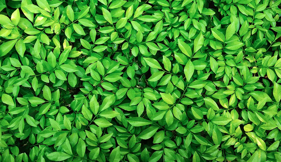 Feuillage vert sombre