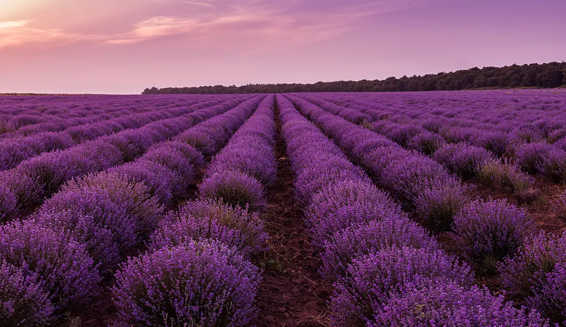Fleur violette montrant les variations naturelles de teinte